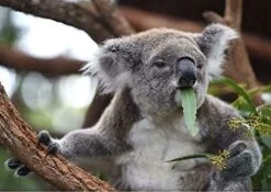 Still Life Red Wine Cheese Bread Grapes Lavender Funny Gift For Him Or Her Home Novelty Retro Parlor Cafe Store Mural Metal Tin Signs Wall Decor 8x12 Inch -KitchenAid Shop 41HrznHtQ0L. AC