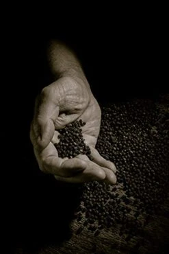 Peugeot 870418/1 Paris Classic 7-Inch Pepper Mill, Chocolate 19 Peugeot 870418/1 Paris Classic 7-Inch Pepper Mill, Chocolate -KitchenAid Shop 41kQ7hkFmBL