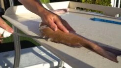 Outdoors SOFGRIP Fillet Knives With Edge Guard 11 Outdoors SOFGRIP Fillet Knives With Edge Guard -KitchenAid Shop 61BMAkw7cgL